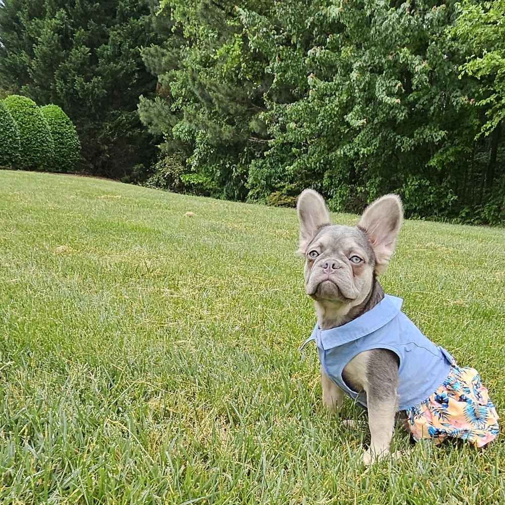 Tommy Bahama Pet Dress